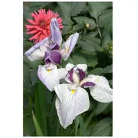 Pflanzen Für Dich Iris ensata 'Fortune', Japanische Schwertlilie, violett,