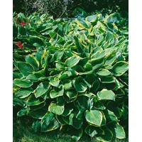 Pflanzen Für Dich Hosta sieboldiana Francee Williams 1L 70-