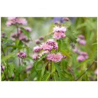 Pflanzen Für Dich Caryopteris clandonensis 'Pink Perfection' ®, Bartblume,