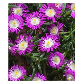 BALDUR Garten Winterharte Eisblume "Violett Wonder", 3 Pflanzen, Delosperma congestum Steingarten Stauden, trockenresistent, mehrjährig, bienenfreundlich, blühend