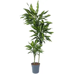 Plant in a Box Drachenbaum - Dracaena fragrans Cintho Höhe 140-150cm