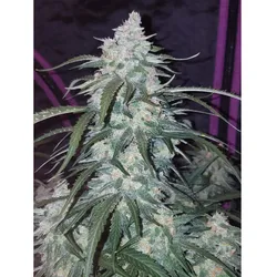 Fastbuds Pineapple Express Auto Fem. 3St.