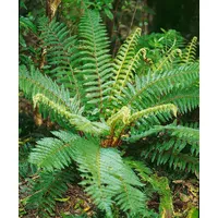 Pflanzen Für Dich Polystichum braunii, Brauns Schildfarn, ca. 9x9