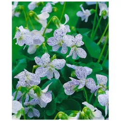 Viola sororia 'Freckles', Veilchen, weiß-blau gesprenkelt, ca. 9x9 cm Topf