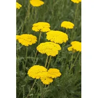 Pflanzen Für Dich Achillea filipendulina 'Parker', ca. 9x9 cm