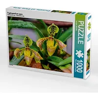 Calvendo Puzzle Paphiopedilum spec. 1000 Teile Puzzle quer |
