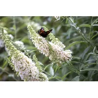 Pflanzen Für Dich Buddleja davidii 'Nanho White' 40-60 cm