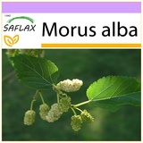 Saflax - Weißer Maulbeerbaum - 200 Samen - Morus alba