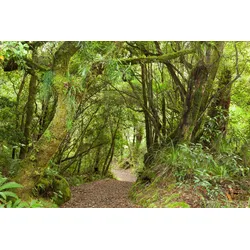 Fototapete PAPERMOON "TROPISCHER WALD-BAUM DSCHUNGEL SONNE WEG PFLANZE FARNE", bunt, B:3,50m L:2,60m, Vlies, Tapeten