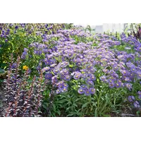 Pflanzen Für Dich Aster x frikartii 'Mönch', lavendelblau, ca.