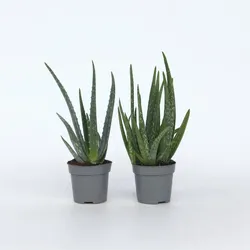 Plant in a Box - Aloe Vera - 4 Stk - Aloe barbadensis - Höhe 25-40cm - Topf 11cm