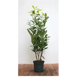 Prunus laurocerasus 'Genolia', Kirschlorbeer, immergrün, 60–80 cm