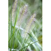 Pflanzen Für Dich Pennisetum alopecuroides, Lampenputzergras, ca. 9x9 cm