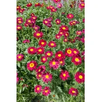 Pflanzen Für Dich Tanacetum coccineum 'Robinsons Rot', Rote Margerite,