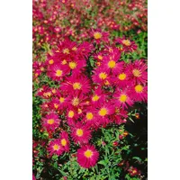 Pflanzen Für Dich Aster novi-belgii 'Crimson Brocade' ca. 9x9