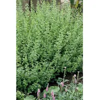 Pflanzen Für Dich Calamintha nepeta White Cloud', Bergminze, ca.