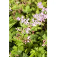 Pflanzen Für Dich Filipendula palmata 'Kahome', Mädesüß, rosa Blüten,