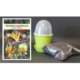 Seedeo Anzuchtset Paradiesvogelblume (Strelitzia Reginae)