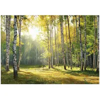 WallArena - Vlies Fototapete Birken Wald 250x175 cm - Fototapeten - Tapeten - für Wohnzimmer Schlafzimmer - Vliestapete Wandtapete Tapete 3D Effekt- inkl. Kleister - Birkenwald Landschaft Sonne
