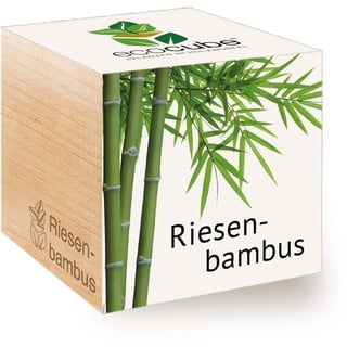 Feel Green 296534 Ecocube Riesenbambus, Nachhaltige Geschenkidee (100% Eco Friendly), Grow Your Own/Anzuchtset, Pflanzen Im Holzwürfel, Made in Austria