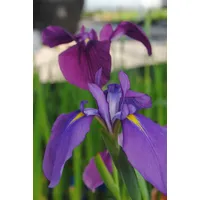 Pflanzen Für Dich Iris ensata, Japanische Sumpf-Schwertlilie, ca. 9x9