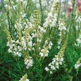 PlantaPro Linaria purpurea 'Alba' 9x9 cm Topf – Winterhart, Mehrjährig, Pflegeleicht – Leinkraut – Staude für Beet & Rabatte