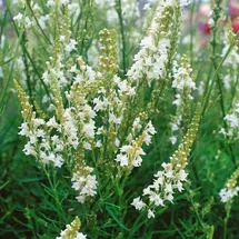PlantaPro Linaria purpurea 'Alba' 9x9 cm Topf – Winterhart, Mehrjährig, Pflegeleicht – Leinkraut – Staude für Beet & Rabatte