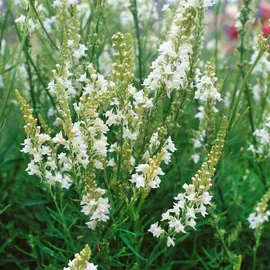 PlantaPro Linaria purpurea 'Alba' 9x9 cm Topf – Winterhart, Mehrjährig, Pflegeleicht – Leinkraut – Staude für Beet & Rabatte