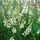 PlantaPro Linaria purpurea 'Alba' 9x9 cm Topf – Winterhart, Mehrjährig, Pflegeleicht – Leinkraut – Staude für Beet & Rabatte