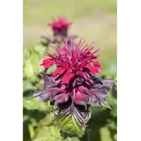Pflanzen Für Dich Monarda didyma p 0,5