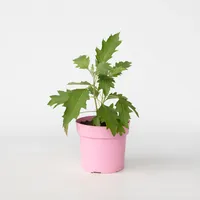 Plant in a Box - Hortensie - Hydrangea paniculata