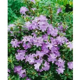 Pflanzen Für Dich Rhododendron impeditum Blumiria Zwerg-Rhododendron, lila, ca. 11x11 cm Topf
