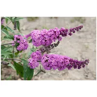 Pflanzen Für Dich Buddleja davidii 'Border Beauty', Schmetterlingsflieder, rosa,
