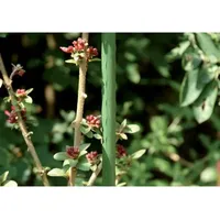 Floraworld Metallpflanzstab classic, 1800/16mm Stahl