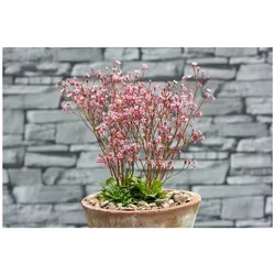Saxifraga x urbium 'Clarence Elliott', Steinbrech, ca. 9x9 cm Topf