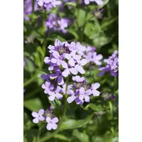 Pflanzen Für Dich Hesperis matronalis, Nachtviole, violett, ca. 9x9