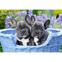 Castorland French Bulldog Puppies 1000 Teile Puzzle, Bunt