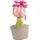 NICI 48942 Blume