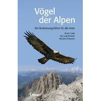 Haupt Vögel der Alpen