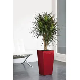 LECHUZA Cubico 30 Komplettset 30 x 30 x 56 cm scarlet rot hochglanz