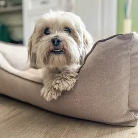 Aumüller Hundesofa Basic Line 80 cm beige