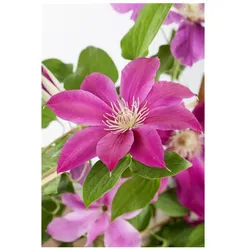 Clematis Hybrid 'Comtesse de Bouchaud', rosa Blüten, 60–100 cm