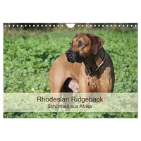 Calvendo Rhodesian Ridgeback Schönheit aus Afrika (Wandkalender 2026 DIN