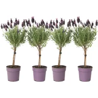 Plant in a Box - Lavendelbaum - 4 Stk