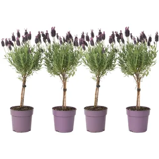 Plant in a Box - Lavendelbaum - 4 Stk - Lavandula stoechas 'Anouk' - Höhe 30-40cm - Topf 12cm