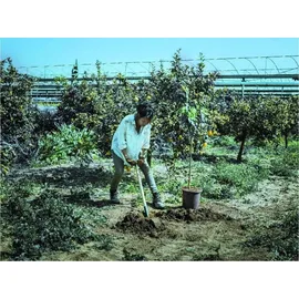 Bellota Spaten geschmiedet 150 cm