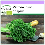 Saflax - BIO - Krause Petersilie - 800 Samen - Petroselinum crispum