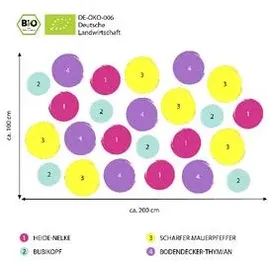 Dehner Bio Stauden-Set Bodendecker 24-teilig Bunt