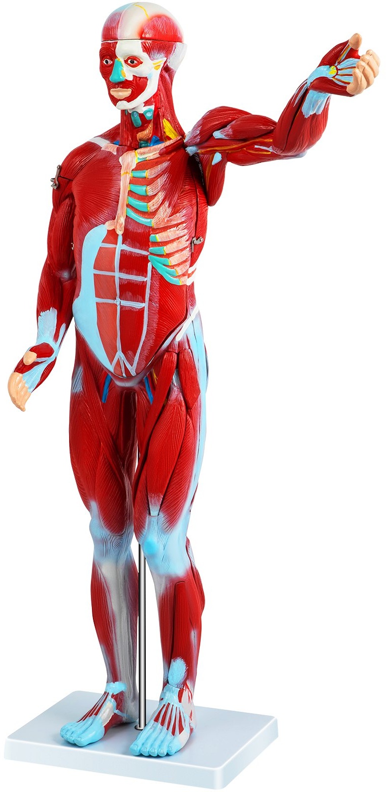 VEVOR 27-teilig, Anatomie Modell Torso des Menschen Anatomiemodell Menschlicher Körper Anatomisches Menschliches Model Menschliche Modelle Lehrmodell mit Organe, Zum Lernen und Anzeigen Muskelsystem