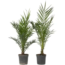 Plant in a Box Phoenix Canariensis - Kanarische Dattelpalme 2er Set Höhe 80-100cm